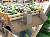 AVM packs 350 avocados